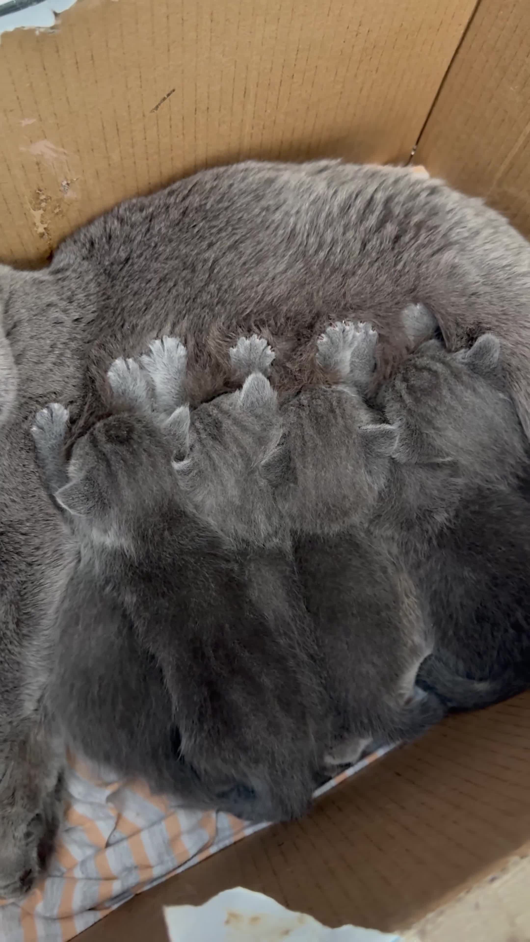 British Shorthair cats for sale: British Shorthair Kittens, 5 weeks free Insurance - Video 1