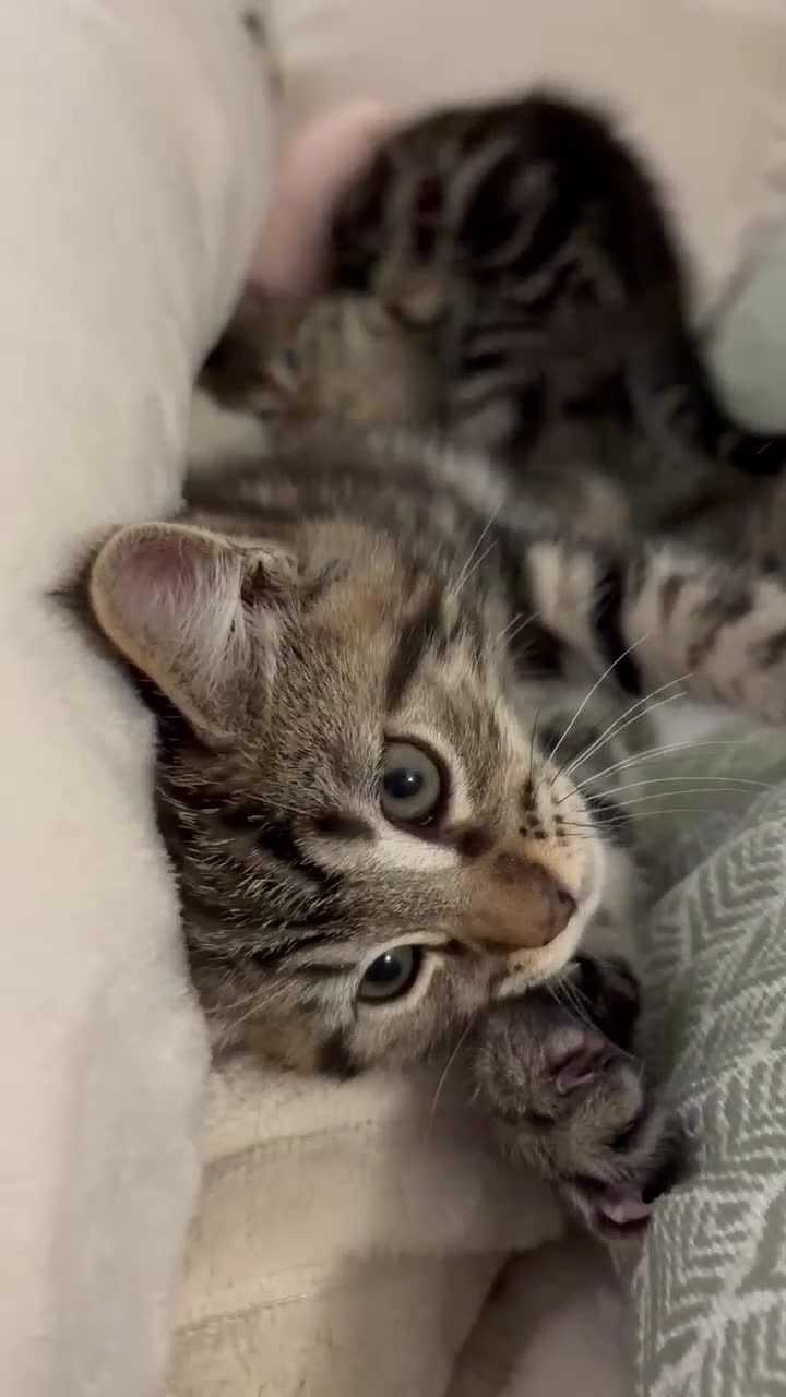 Maine Coon cats for sale: Maine coon / Bengal cross  - Video 3