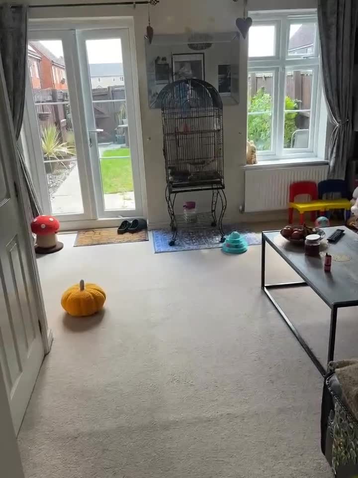 Parakeets birds for sale: A Loving Home Wanted for My Sweet Parakeet - Video 1
