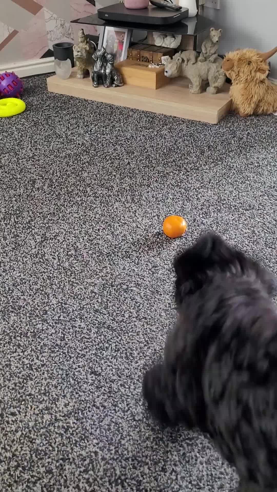 Newfypoo dogs for sale: Newfypoo F3b multi generation  - Video 1