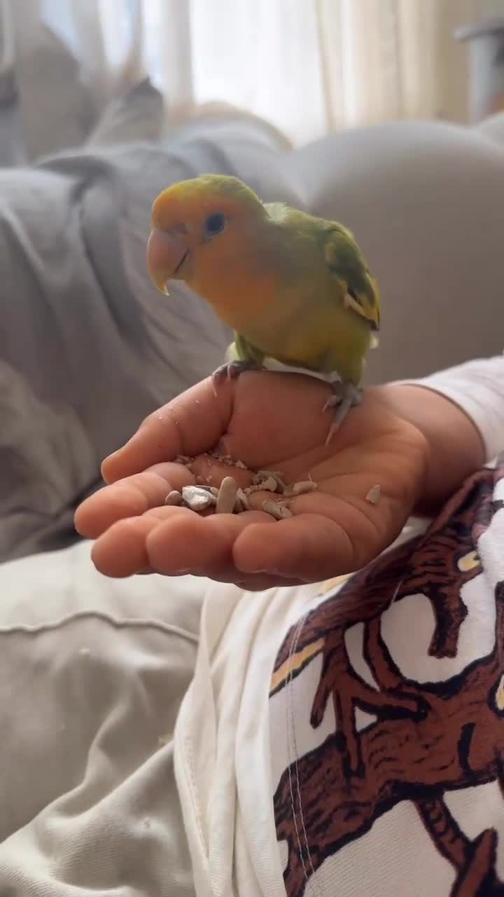 Lovebirds birds for sale: Australian lovebird  in London - Video 2