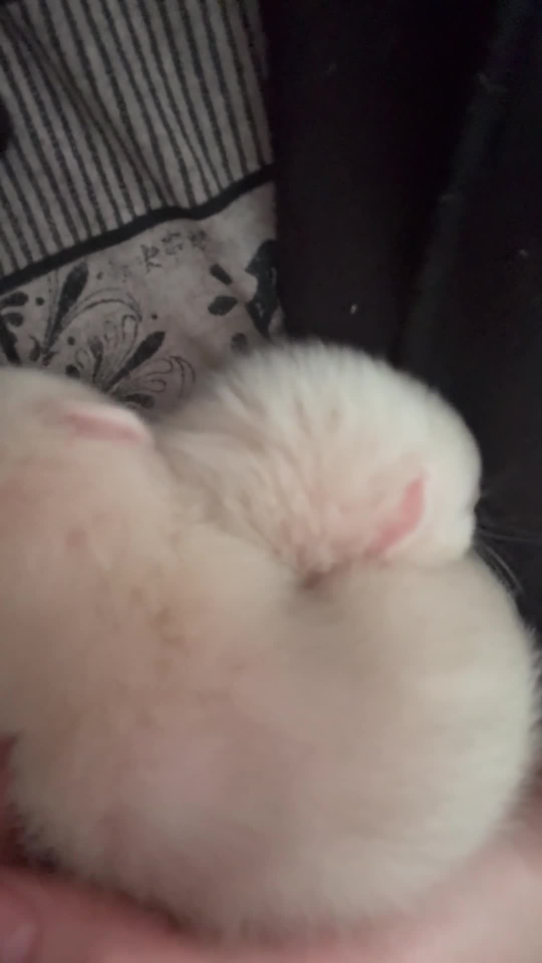 Ferret rodents for sale: Pair of boys  - Video 1