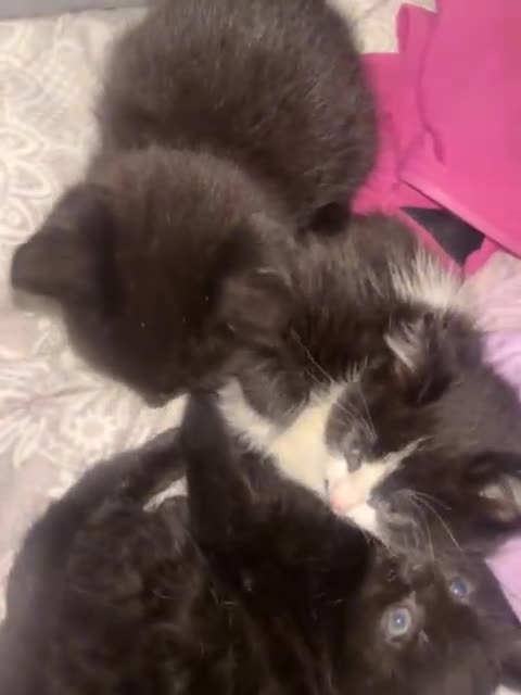 Mixed Breed cats for sale: Adorable kittens looking for loving forever homes - Video 2