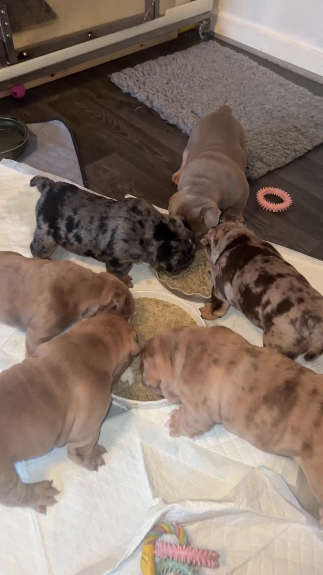 English Bulldog dogs for sale: Stunning English Bulldog Puppy's 1 boy 5 girls - Video 3