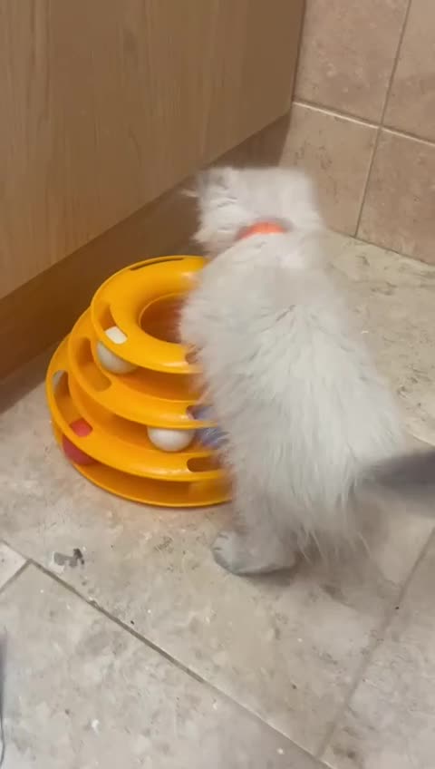 Ragdoll cats for sale: GCCF Registered Ragdoll*one left ready to go* - Video 5
