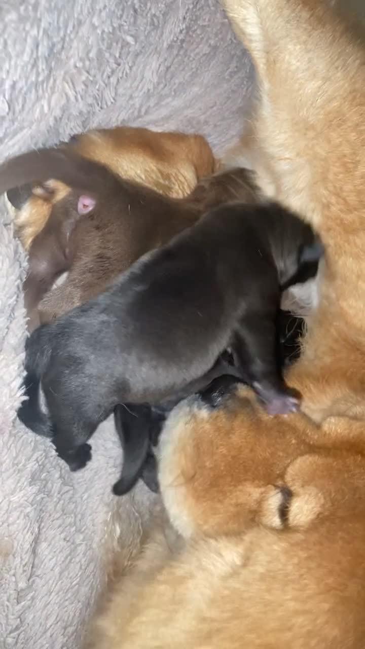 Mixed Breed dogs for sale: Chowbull pups for sale - Video 2
