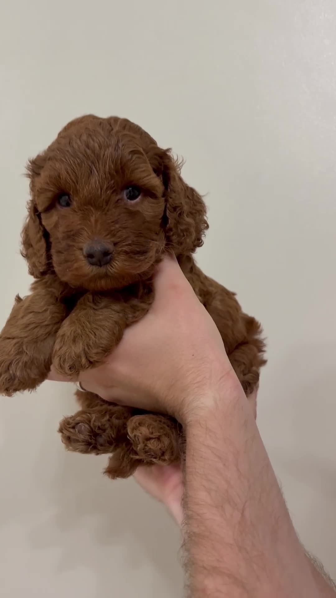 Cockapoo dogs for sale: Dark Fox Red F1B Toy Cockapoos in Cardiff - Video 3