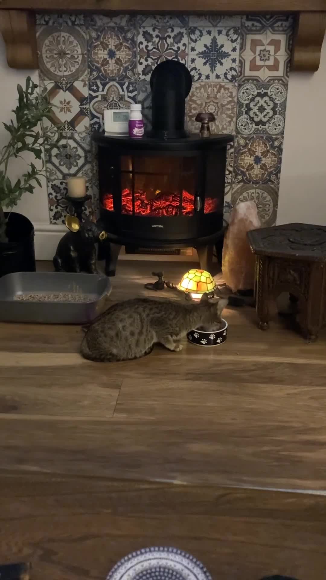 Savannah cats for sale: Beautiful Male Savannah Kitten for sale - Video 4