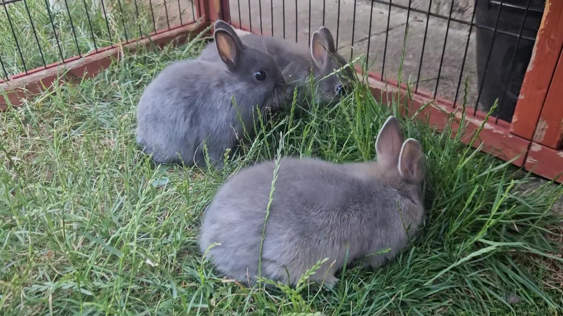 Netherland Dwarf rabbits for sale: BABY NETHERLAND DWARF BUCKS  - Video 1