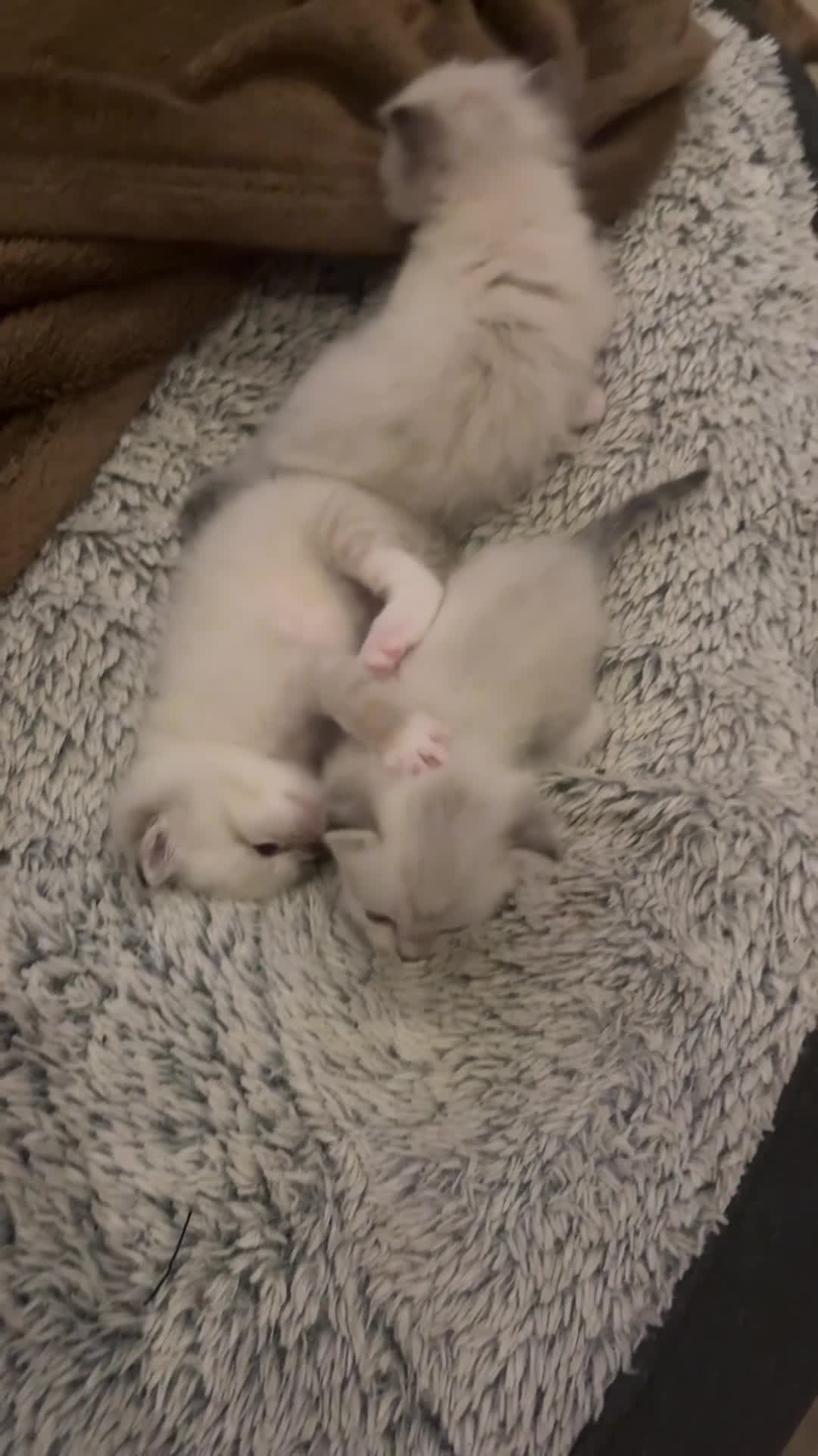 Ragdoll cats for sale: Stunning litter of ragdoll kittens  in Rochester - Video 1
