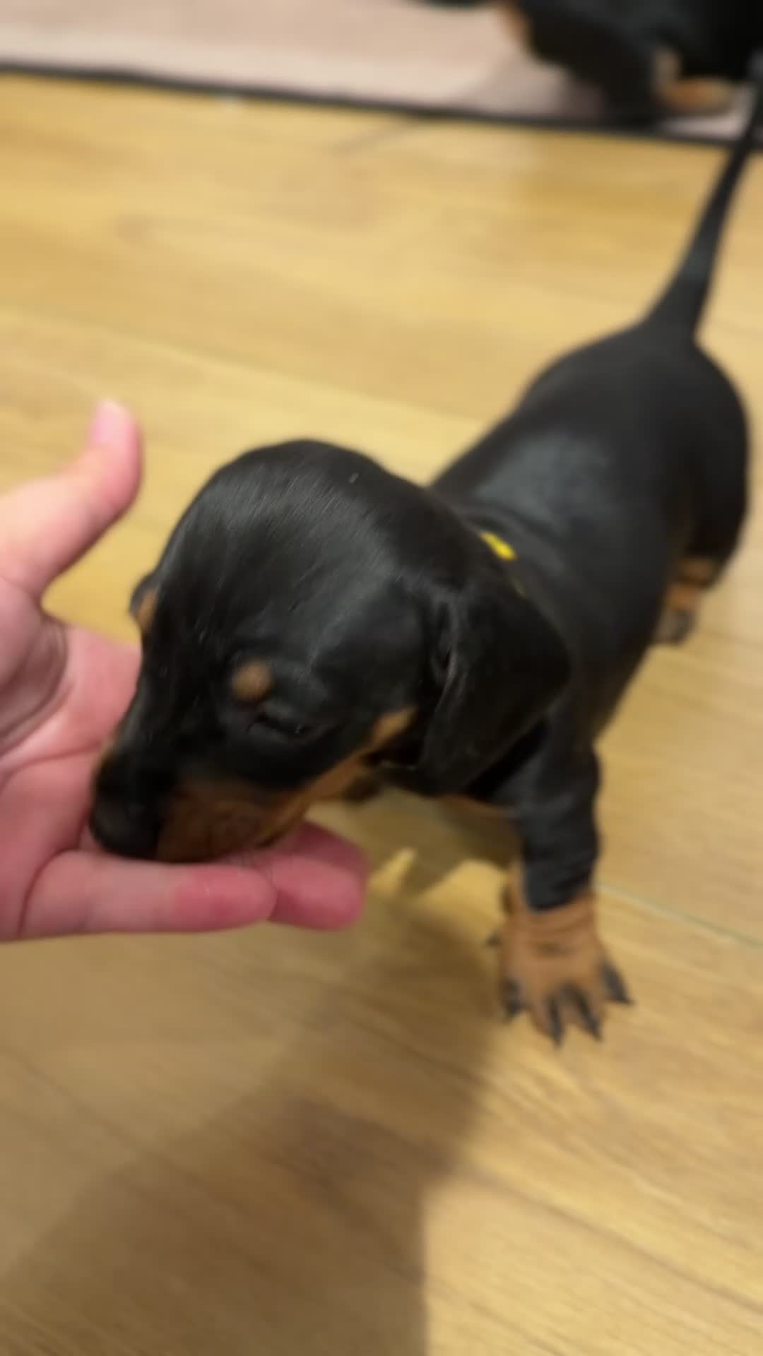 Dachshund dogs for sale: Dachshund Puppies - Ready to reserve - Video 2