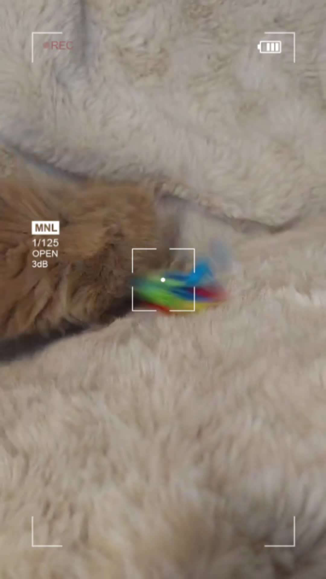 Maine Coon cats for sale: Gccf Maine Coon Kittens - Video 5