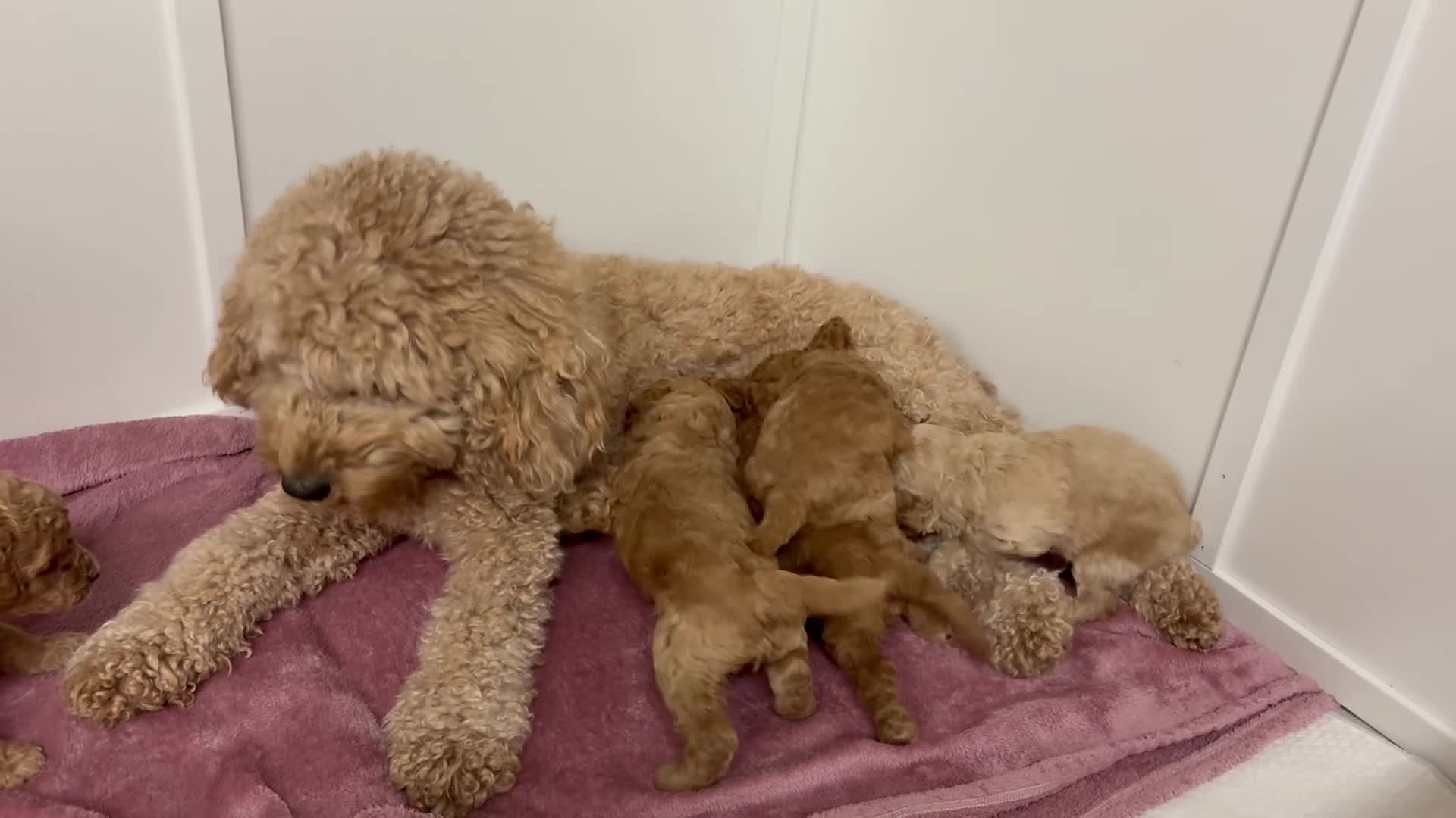Cockapoo dogs for sale: Cockapoo puppies  - Video 2