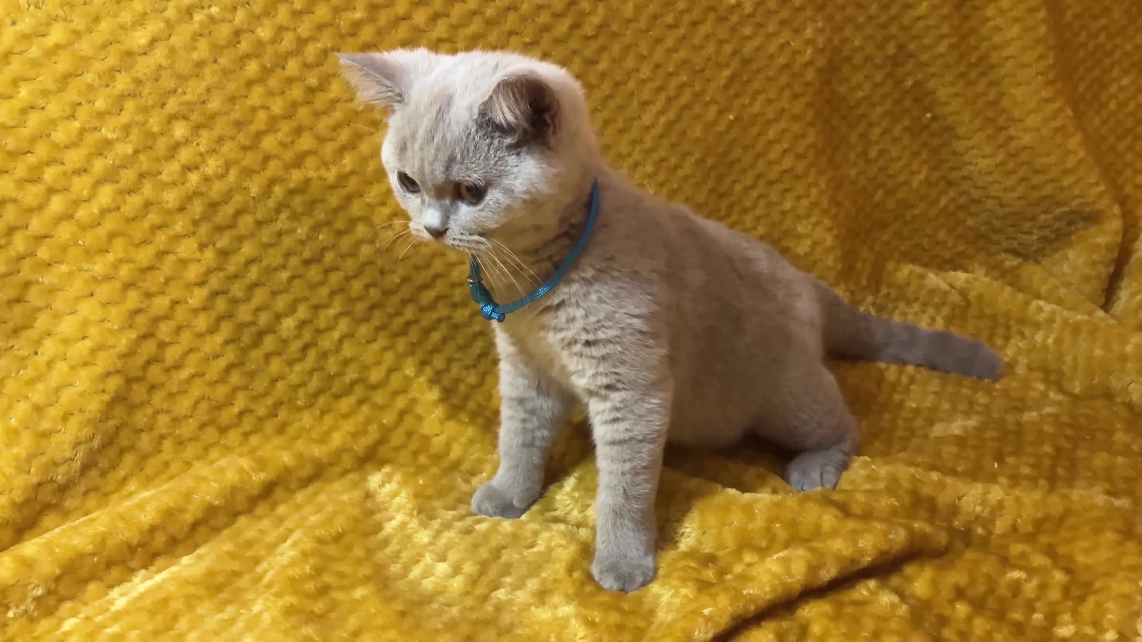 British Shorthair cats for sale: GCCF🏆ChampionBloodline 5GENpedigree BSHblue/lilac - Video 1