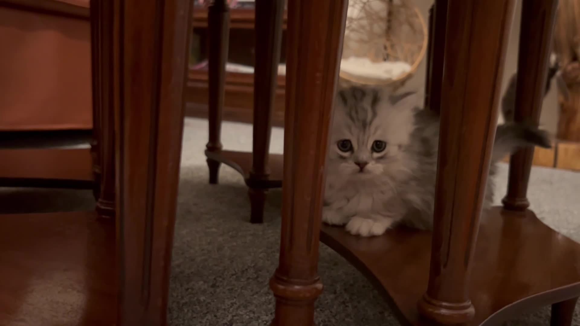 Munchkin cats for sale: Beautiful Fur Babies 🤗 - Video 3