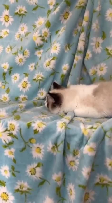 Ragdoll cats for sale: Ragdoll Kittens❤️ Ready for Their Forever Homes ✨ in Cambridge - Video 2