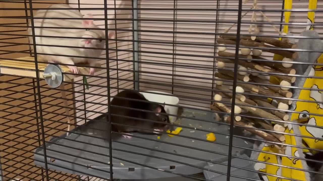Rat rodents for sale: 2 pet female rats for rehoming  - Video 1