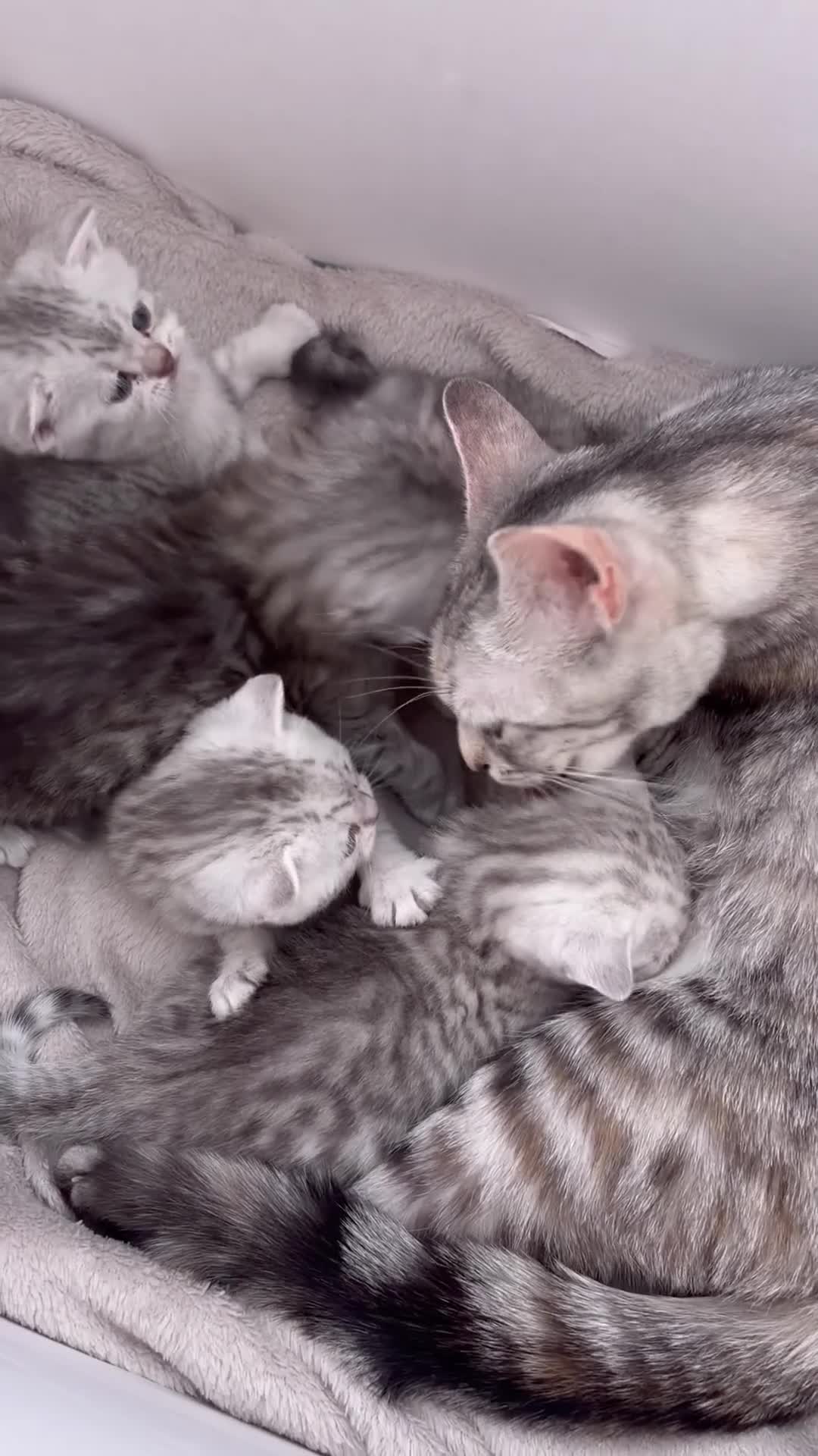 British Shorthair cats for sale: Stunning BSH Adorable kittens - Video 5