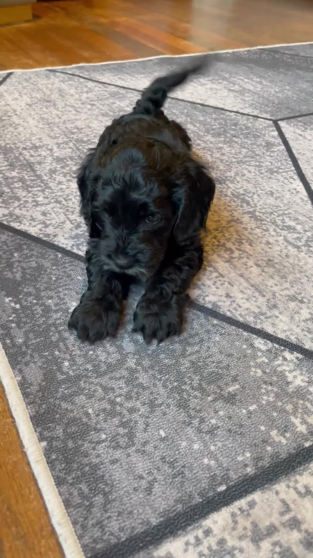 Cockapoo dogs for sale: Show Type F1 Cockerpoos. KC parents & health tests - Video 2
