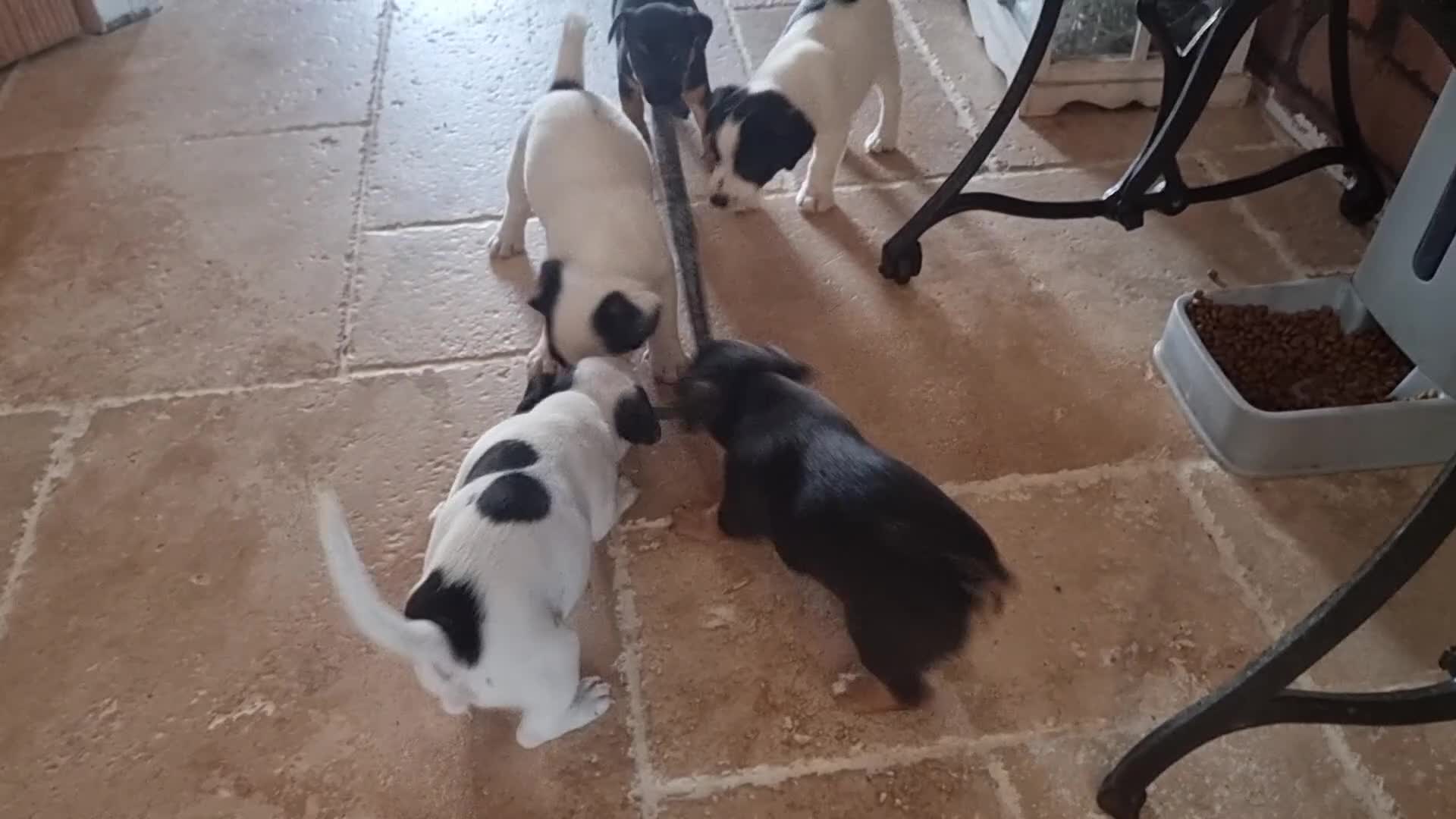 Jack Russell dogs for sale: Jack russel puppies one boy left - Video 3