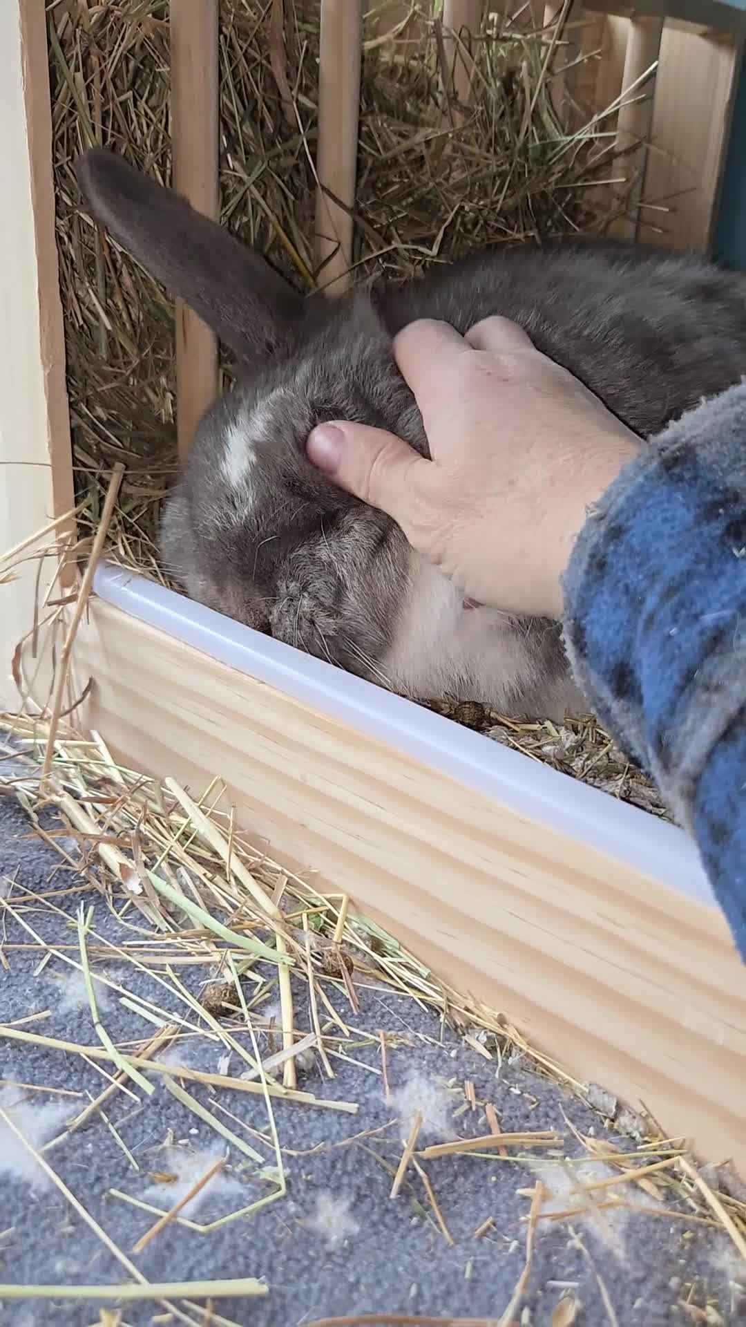 Mini Lop rabbits for sale: 2 mini lop rabbits - Video 1