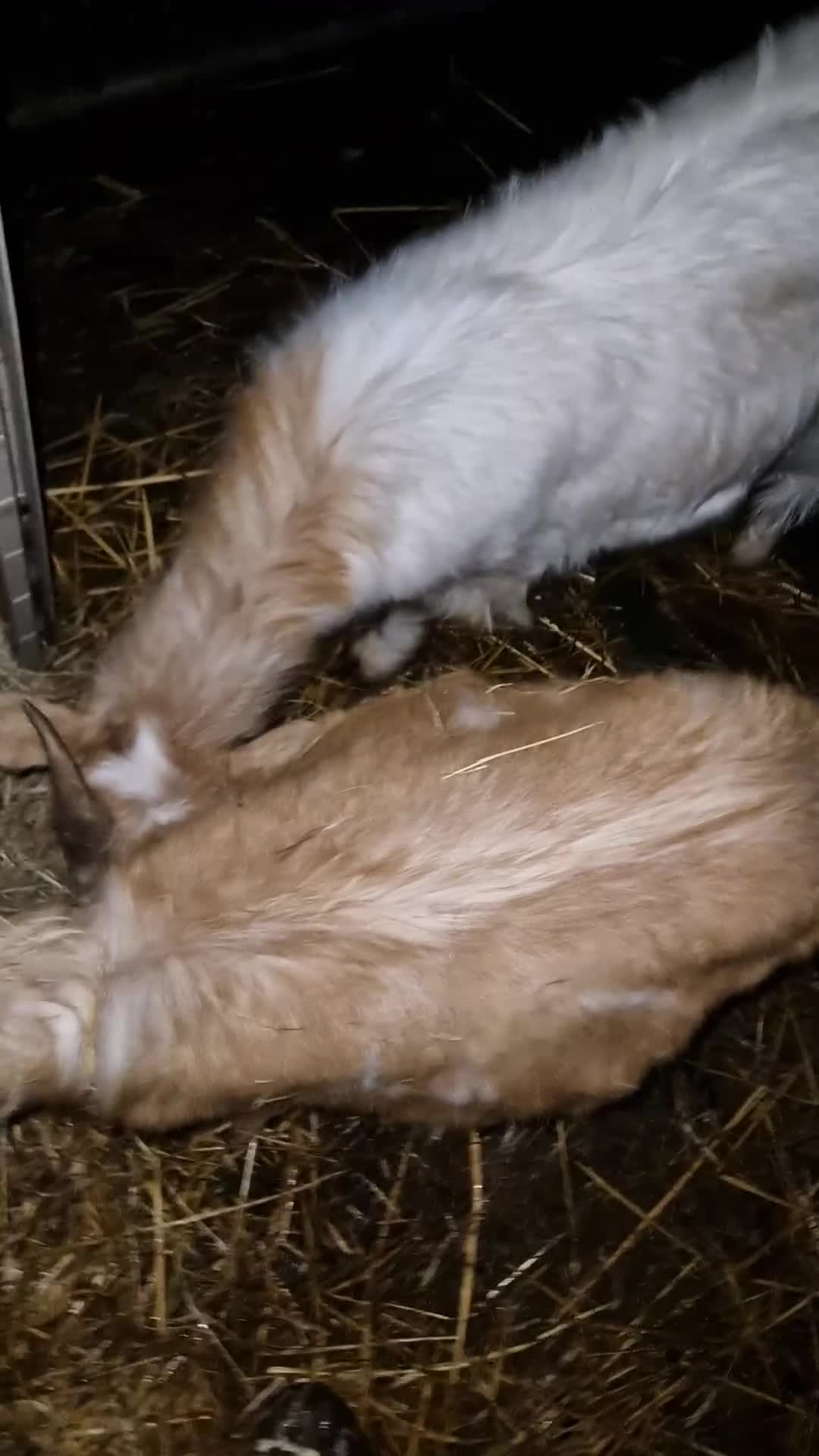 Goats livestock for sale: Golden Gurnsey cross kids  - Video 1