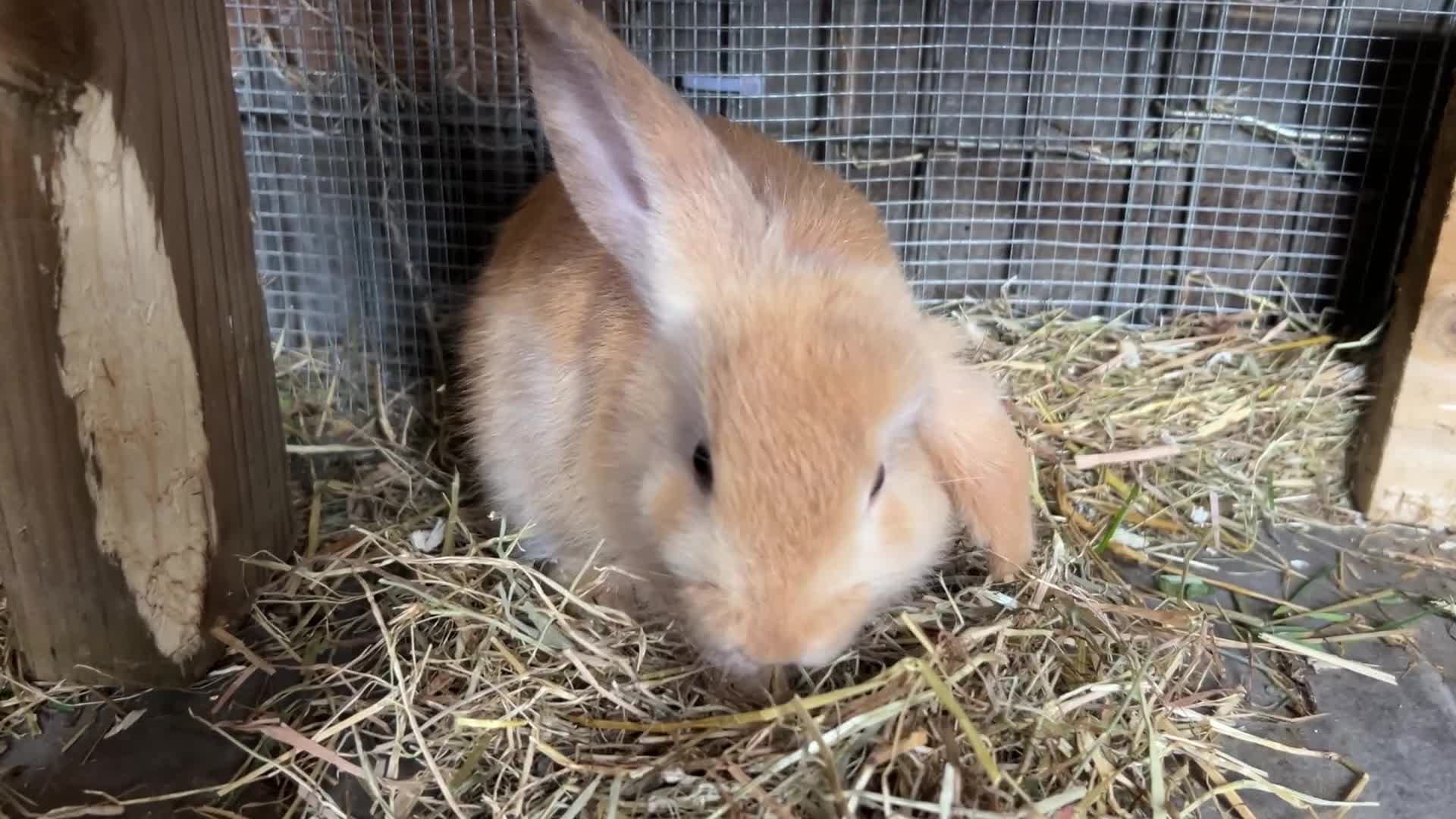 Dwarf Lop rabbits for sale: Baby bunnies looking for forever homes - Video 1
