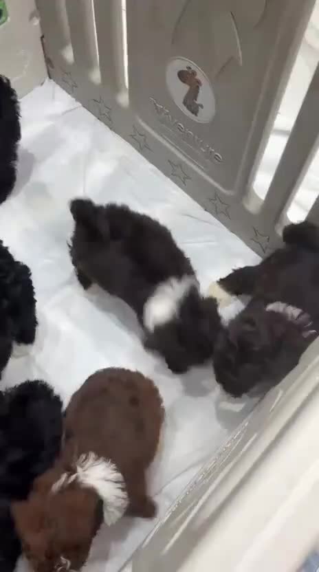 Shihpoo dogs for sale: Toy Shihpoo Mix Litter - Video 1