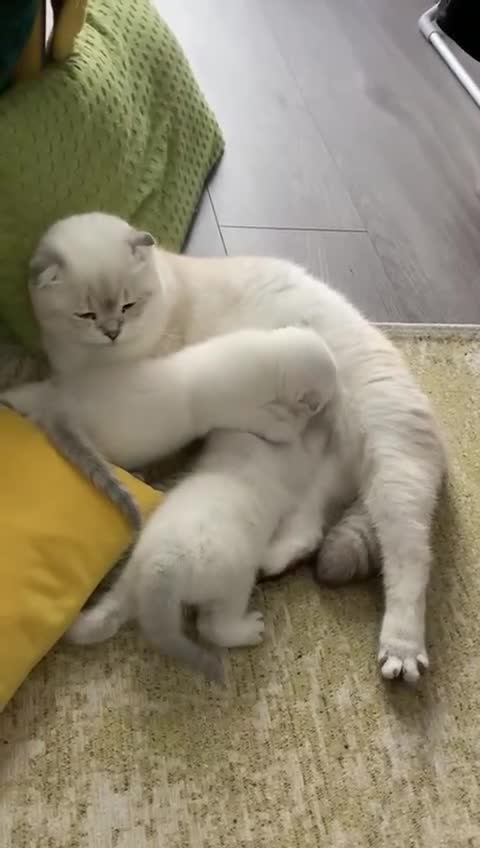Scottish Fold cats for sale: Scottish Fold Kittens - Video 2