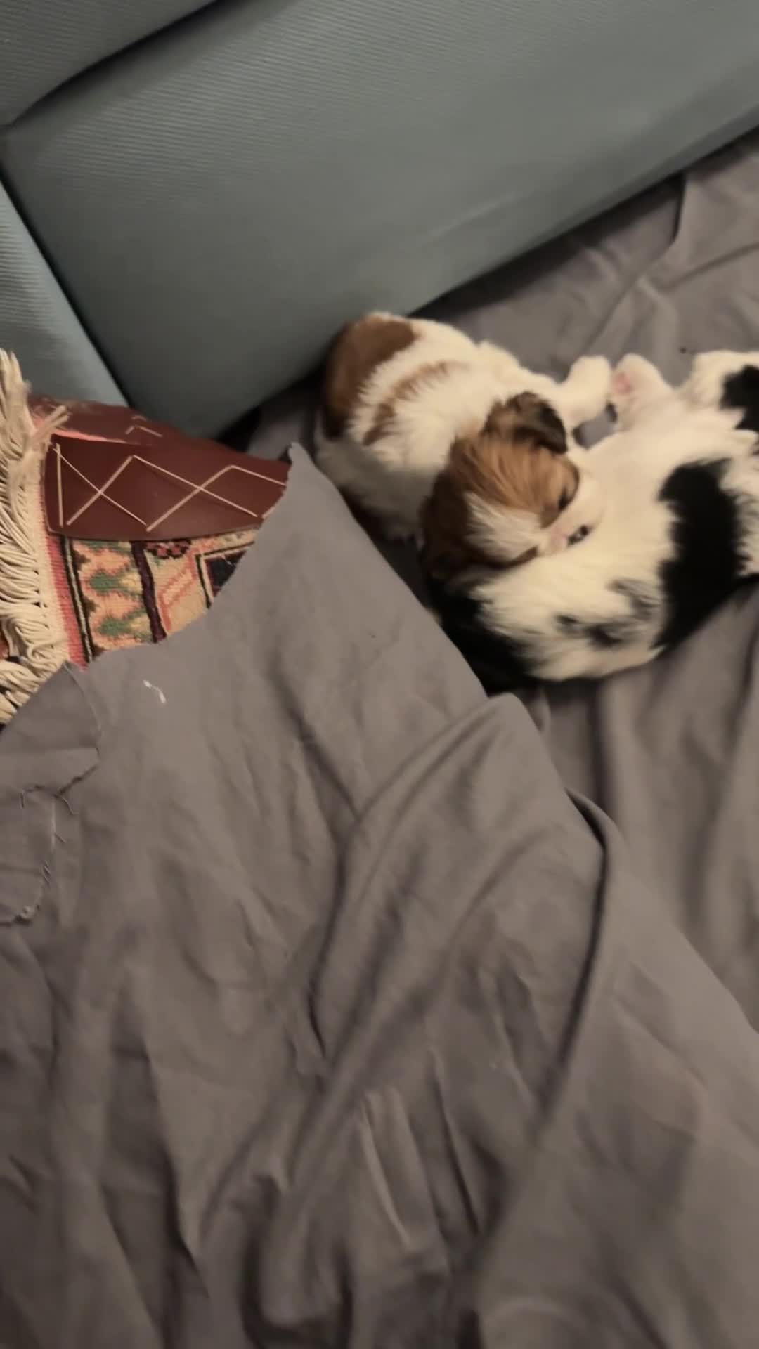 Mixed Breed dogs for sale: Lovely puppies  - Video 4