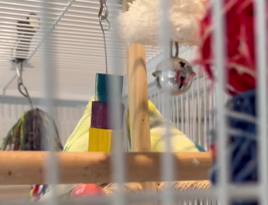 Budgerigars birds for sale: Bonded budgies for sale  - Video 1
