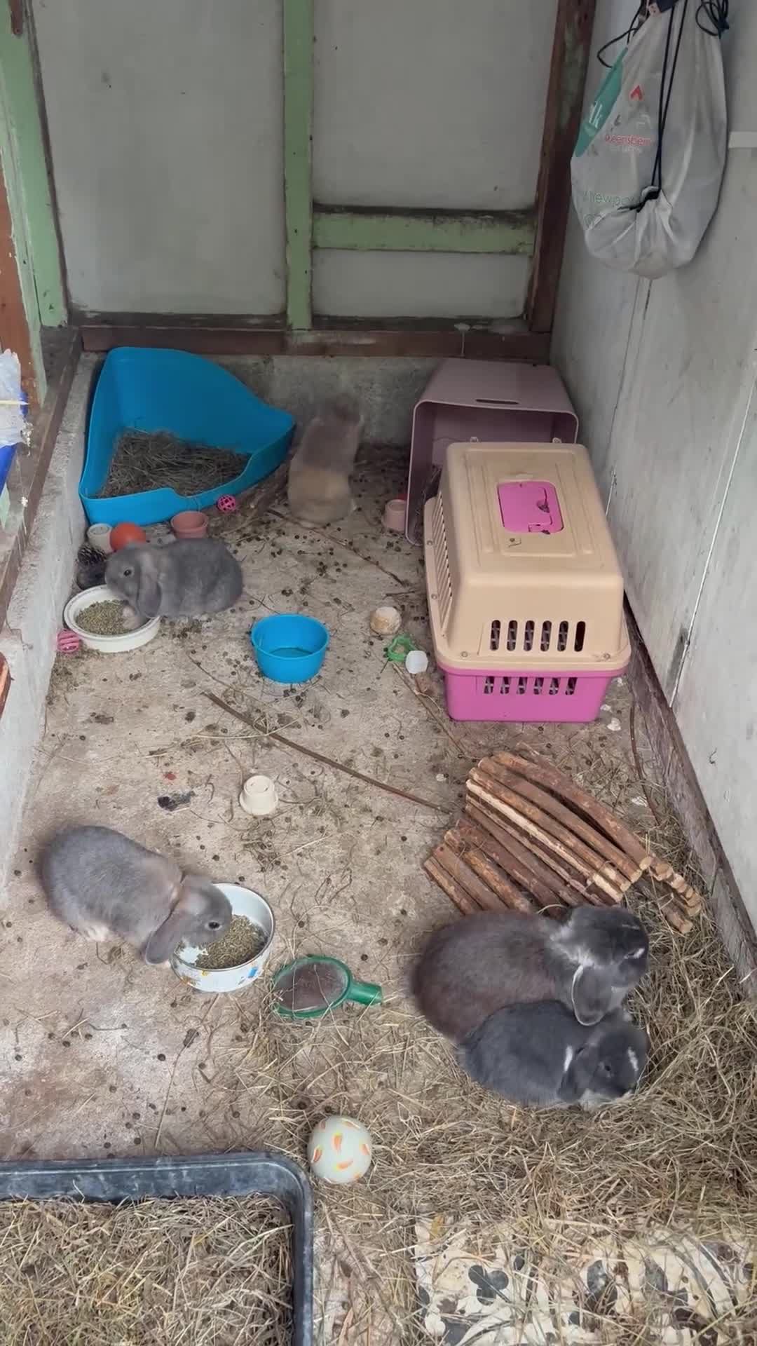 Mini Lop rabbits for sale: 3 mini lop bucks for sale  - Video 2