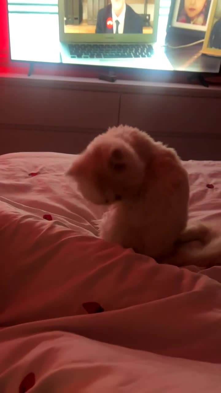 Persian cats for sale: Persian - Video 1