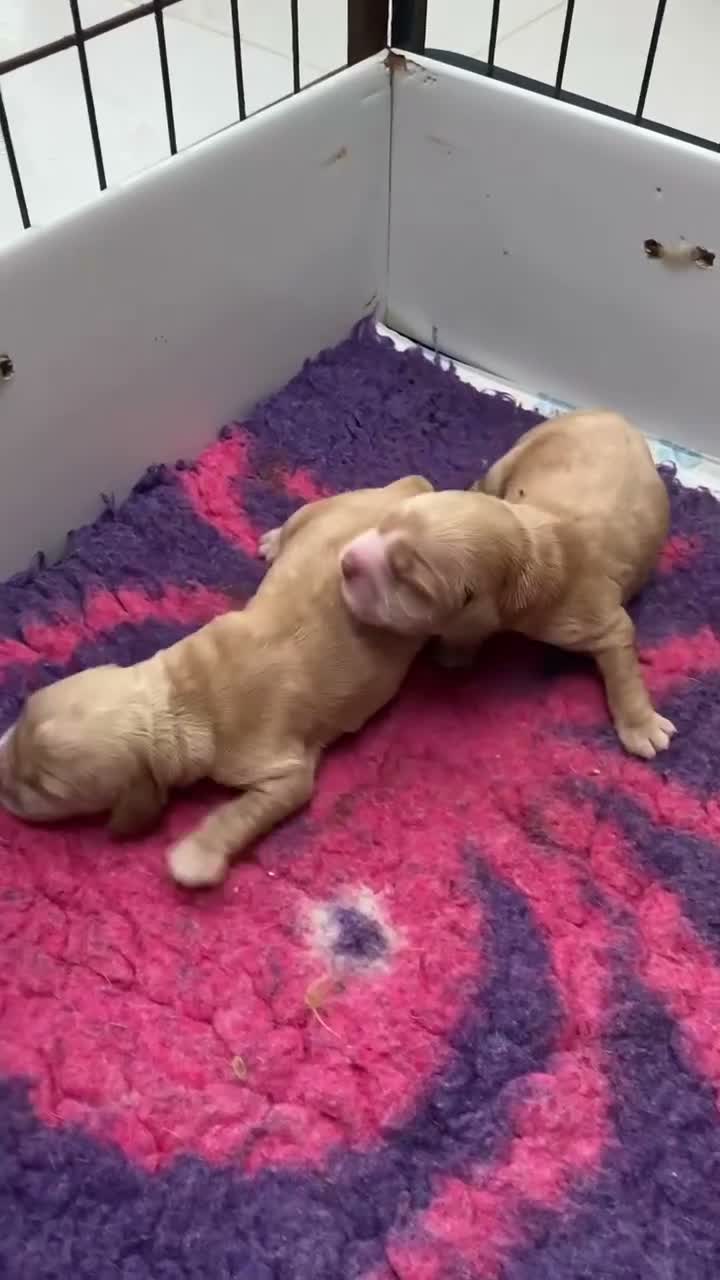 Cocker Spaniel dogs for sale: KC Reg Show Type Cocker Spaniel  - Video 1