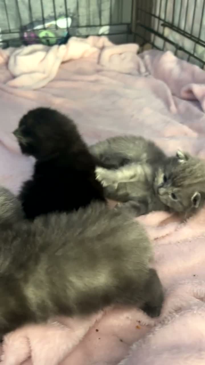 Mixed Breed cats for sale: Kittens for sale  - Video 1