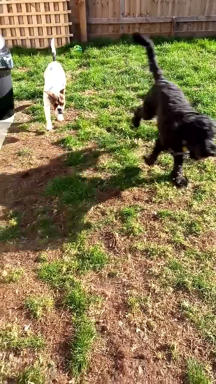 Mixed Breed dogs for sale: 6 months old  - Video 2