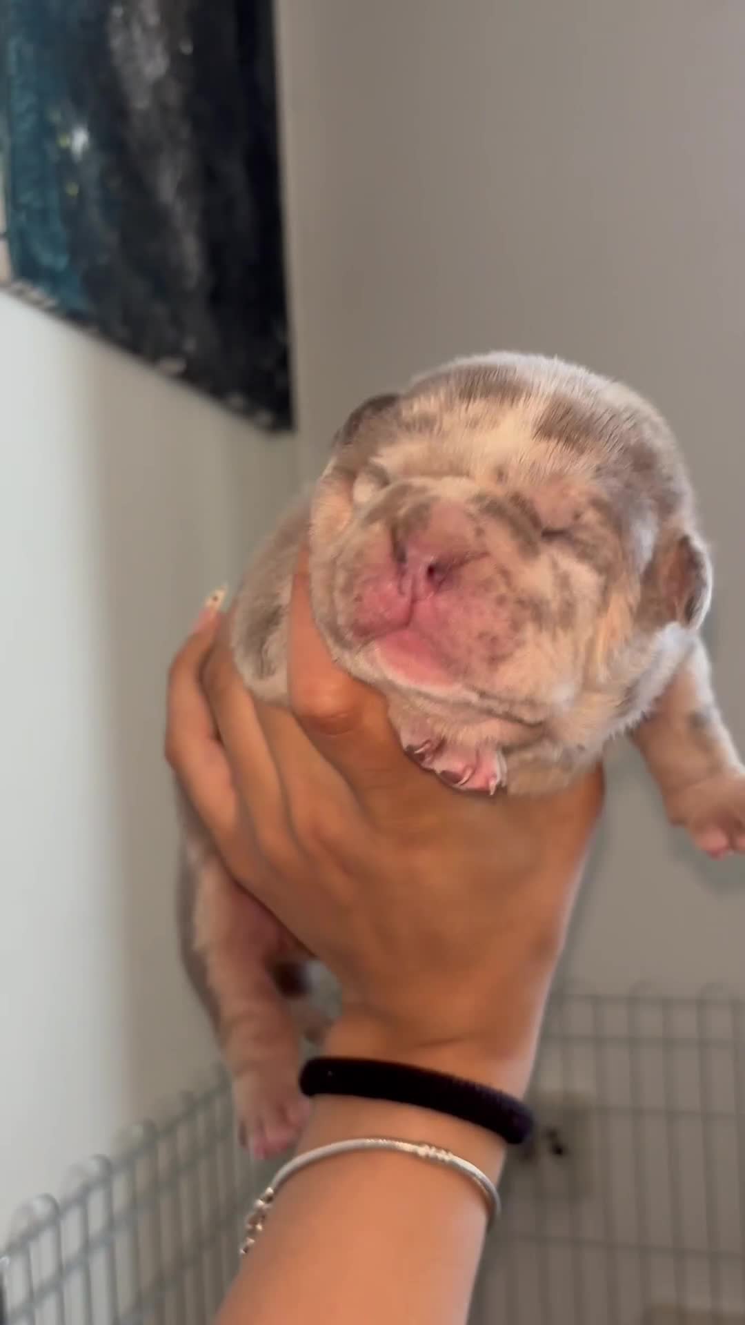 American Bully dogs for sale: Pocket bully puppies  - Video 5