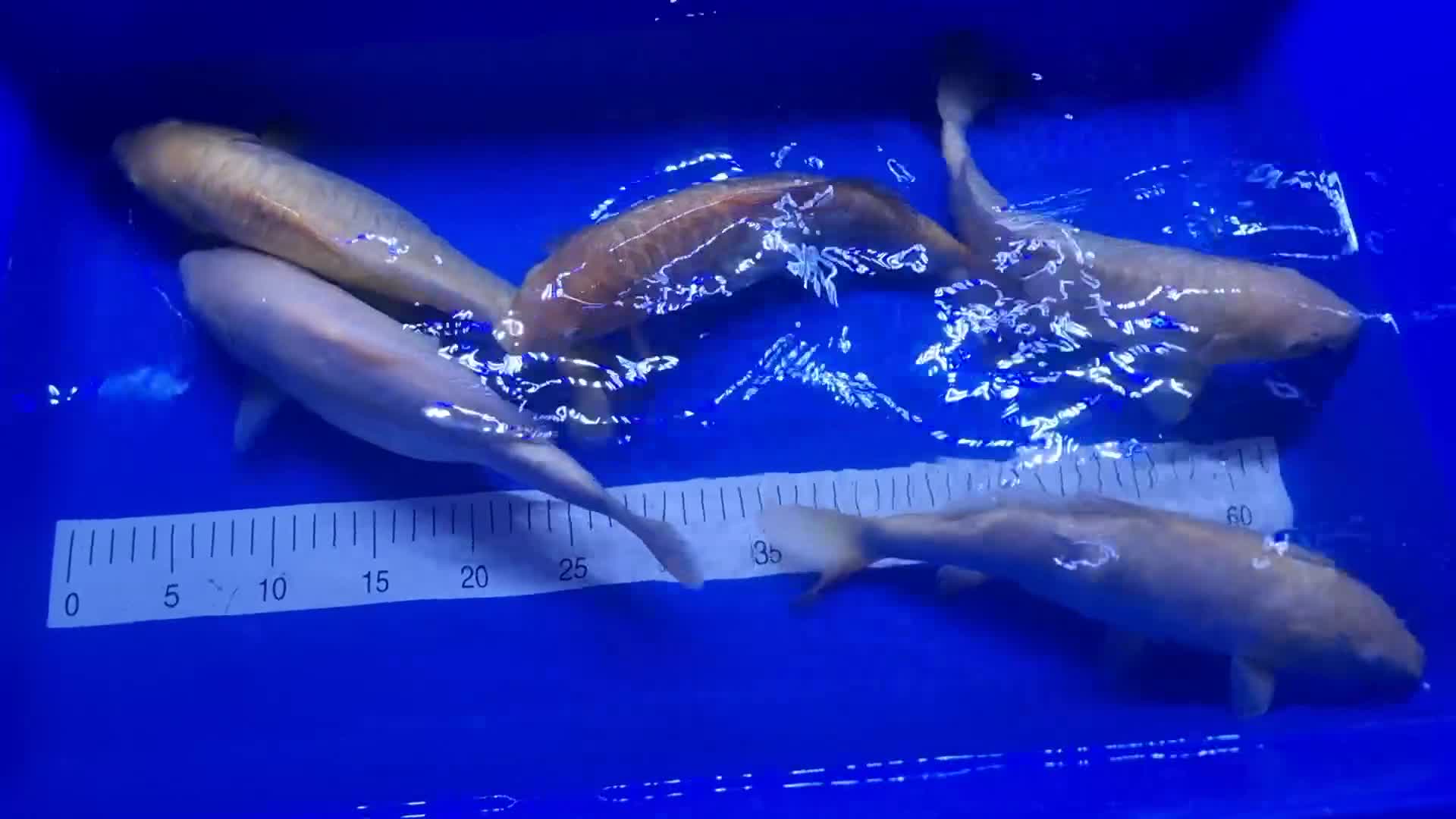 Koi Carp fish for sale: Koi forsale  - Video 2