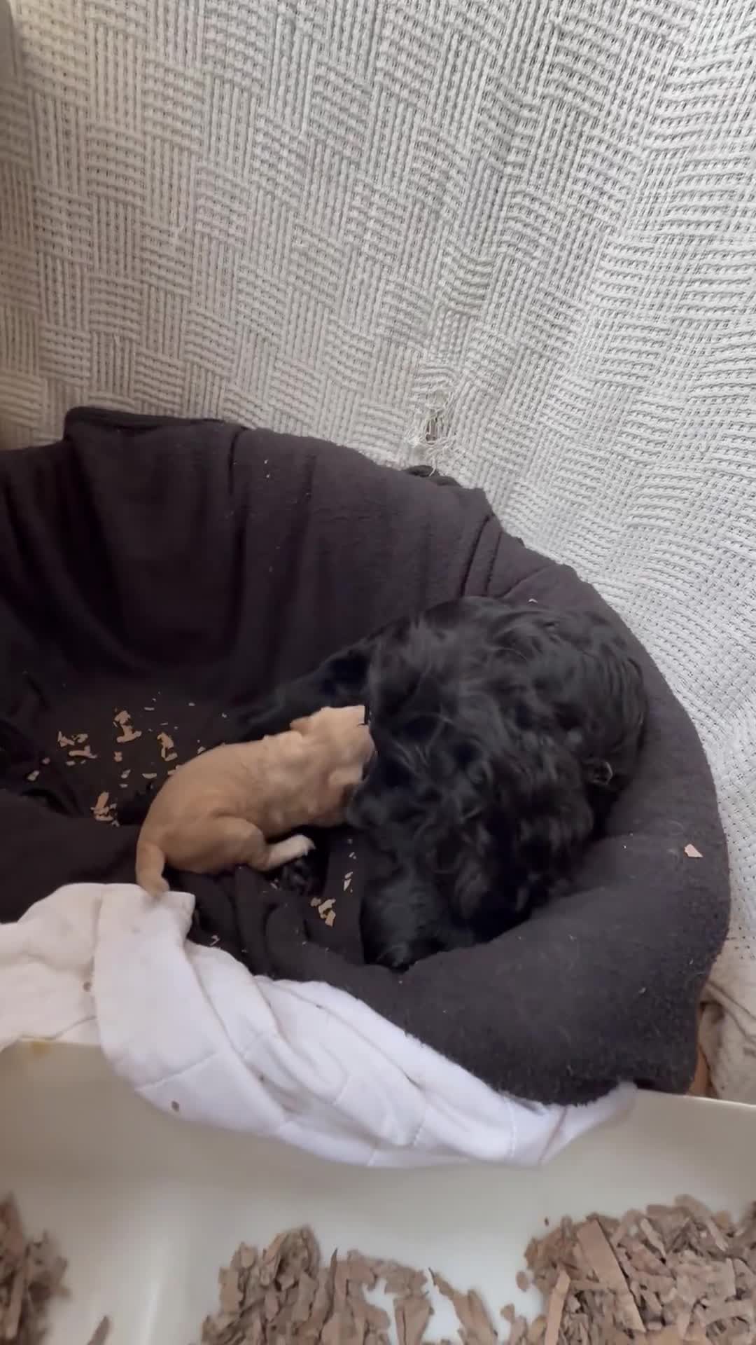Cocker Spaniel dogs for sale: Gorgeous Cocker Spaniel Boy - KC reg & DNA tested - Video 4