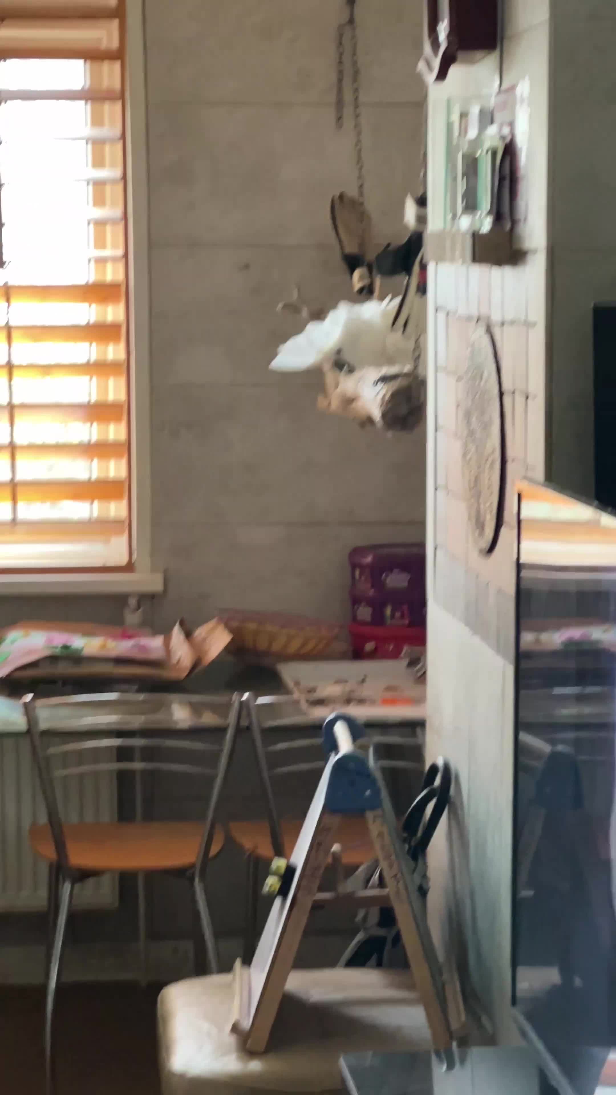 Cockatoo birds for sale:  Umbrella Cockatoo  - Video 1