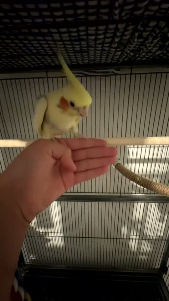 Cockatiels birds for sale: Cockatiels for sale including cage - Video 1