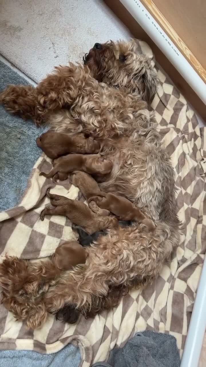 Cockapoo dogs for sale: Beautiful F1b Cockapoo Puppies  - Video 1