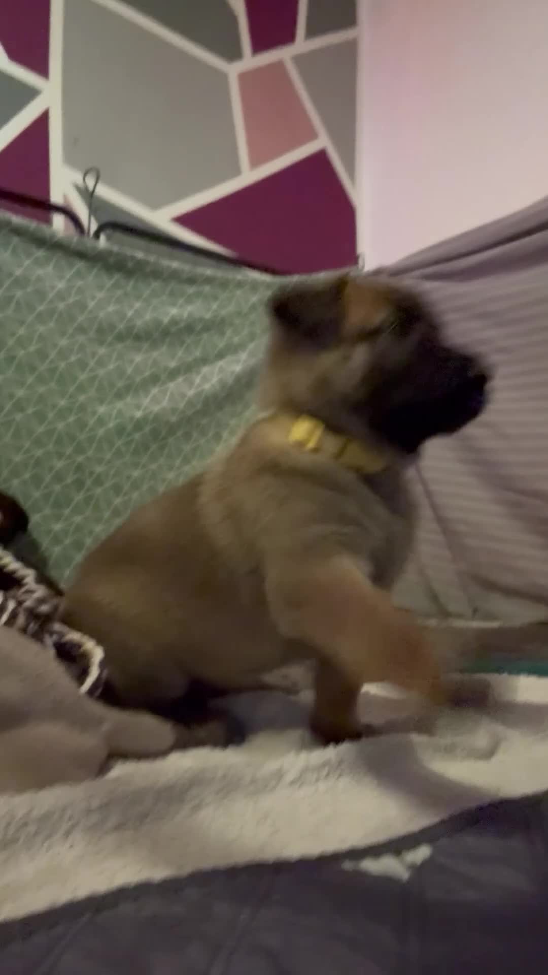 Mixed Breed dogs for sale: Belgium Malinois x Dutch Herder Puppies - Video 2