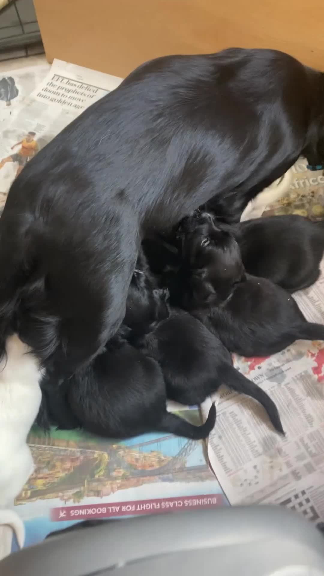 Sprocker dogs for sale: 8 beautiful healthy friendly little Sprocker pups - Video 1