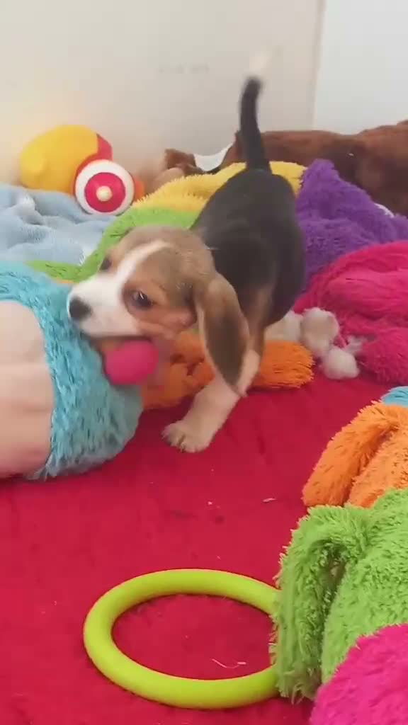 Beagle dogs for sale: KC Registered Beagle Puppies  - Video 2