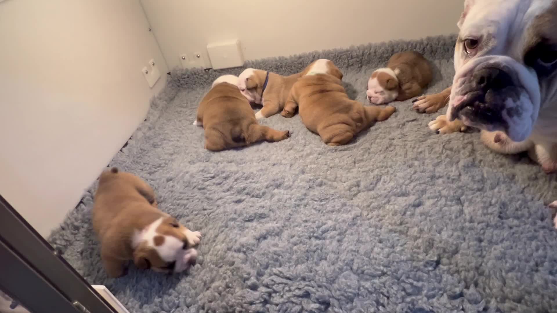 English Bulldog dogs for sale: 🏴󠁧󠁢󠁥󠁮󠁧󠁿 Best of British KC English Bulldogs in Ashington - Video 2