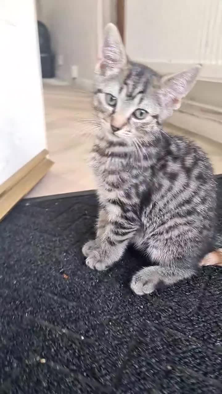 Mixed Breed cats for sale: Mother and two daughters  - Video 1