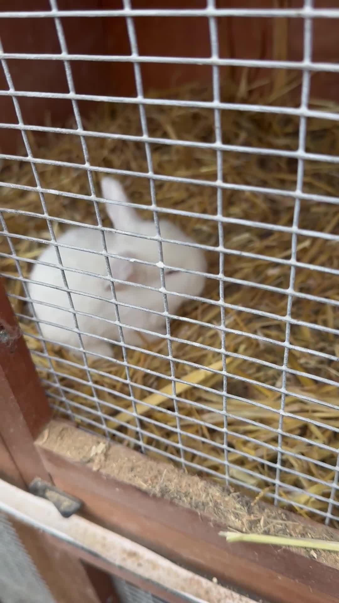 French Lop rabbits for sale: French lop - Video 2