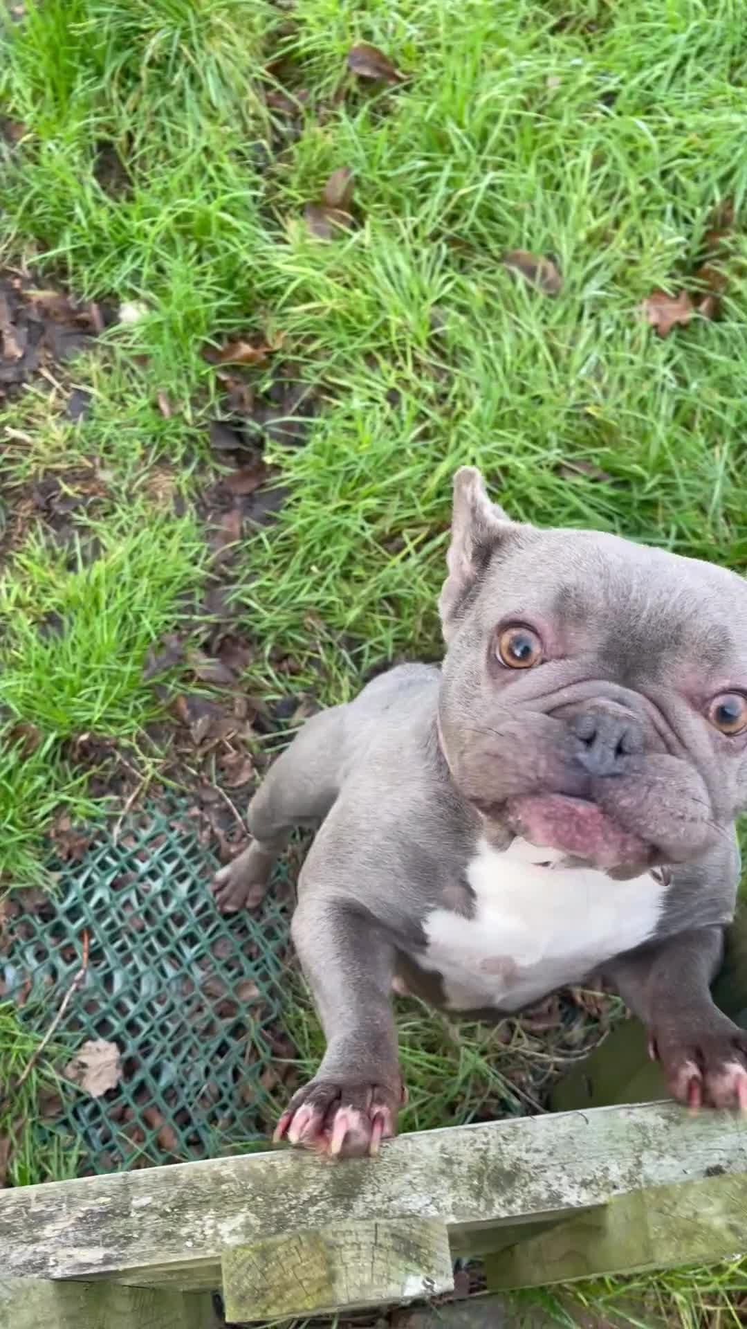 French Bulldog dogs for sale: Frenchie female - Video 1