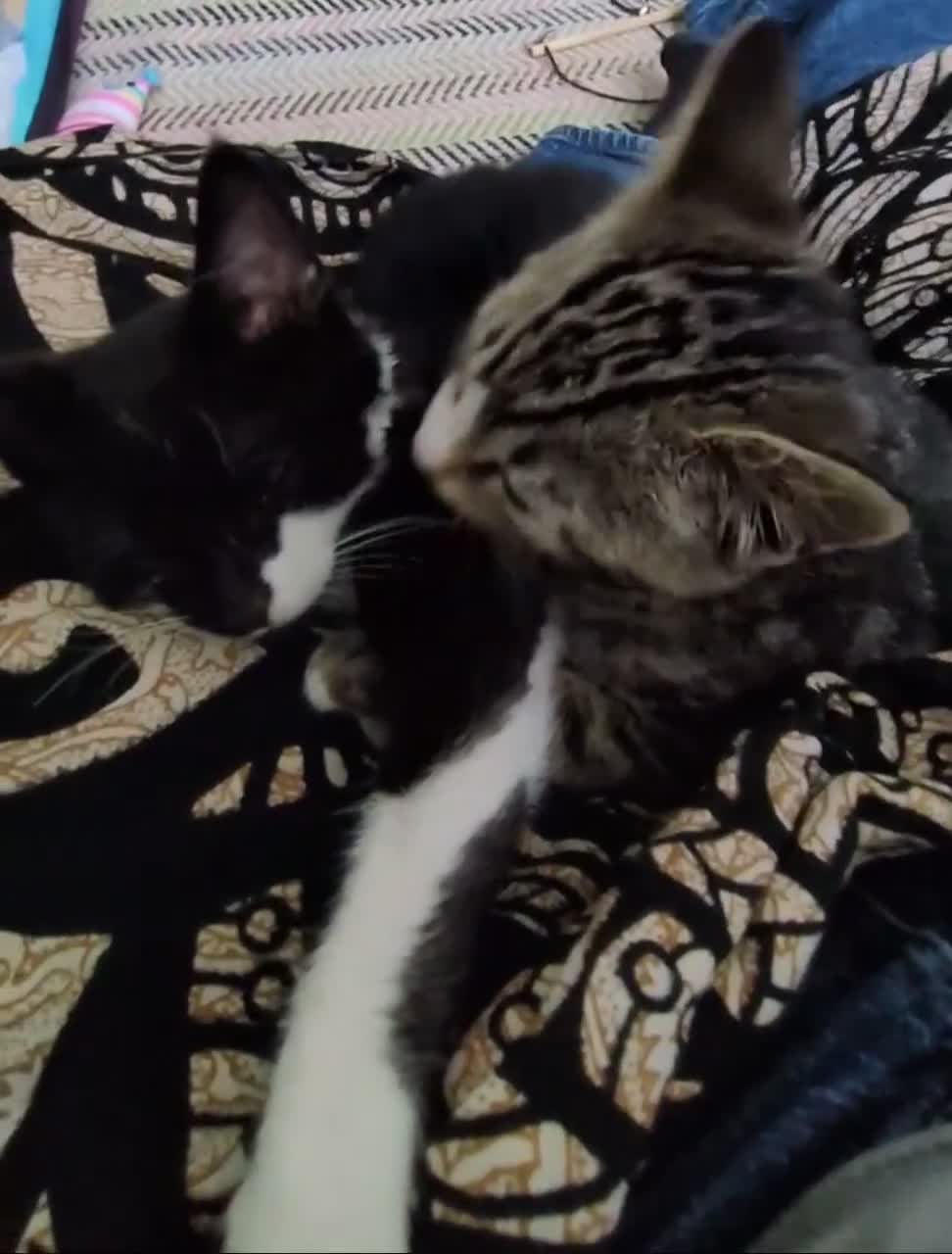 Mixed Breed cats for sale: Kittens ready for their homes - Video 2